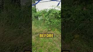 Before and after garden did #garden #tidyingup #gardening #greenfingers #shorts #beforeandafter