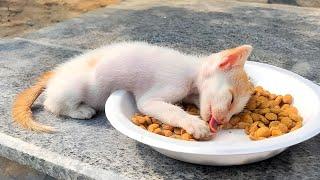 A kitten was taking last breath on a food plate because her mother cat wants new kittens now.