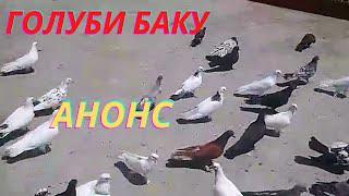 Бакинские голуби в Баку!