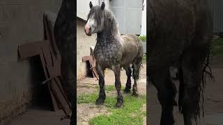 #horse WhatsApp +79277214909 РОСТ 173 СМ 4 ГОДА  #kokboru #продажалошадей #лошади