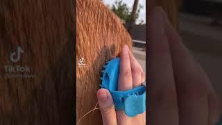 The BEST tool for Washing Nervous Dogs | Aquapaw Pro Review | Daily Paws  #shorts