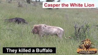 Casper The White Lion And Brother Relax After Buffalo Kill