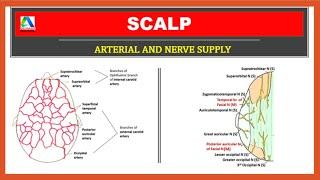 Scalp Anatomy | Scalp blood supply and Nerve Supply |