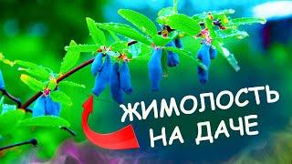 ДЕВЯТЬ советов как выращивать ЖИМОЛОСТЬ на даче. Жимолость посадка и уход, полезные свойства.