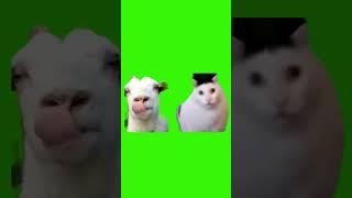 goat talking to clueless cat meme (green screen)