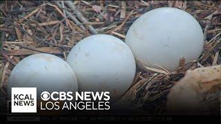 Two out of three Big Bear eagle eggs appear to be hatching