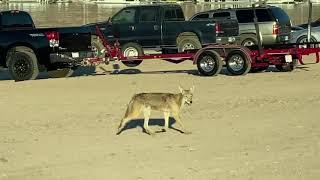 6/28/2021 “Coyote/Wild Life” Lake Mead Marina (Boulder City, NV) At the Marina and saw a coyote…