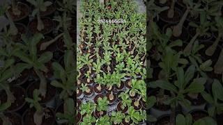 online desert rose flower plant sell | adenium plant nursery | combo sale