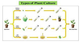 Introduction to Plant Tissue Culture and its applications By Dr.  G. S. Panwar