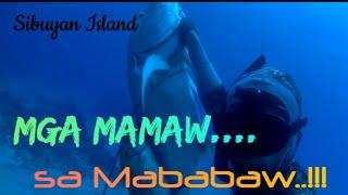 Spearfishing Sibuyan Island:NewSpot//GT, Red Bass,BluefinTrivally,Surgeons,Rainbow Runner//#SB69