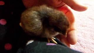 Alex the chick