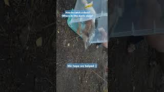 A simple instruction on how to catch a duck. Try it at home! Helpful Internet users :)  #how #ducks