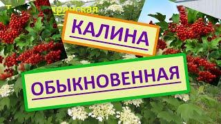 Калина обыкновенная, выращивание, полезные свойства ягод калины