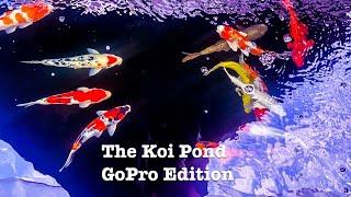 Koi Pond with GoPro