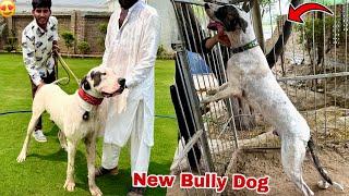 Hum Ny New Heavy Bully Dog Select Kr Liya