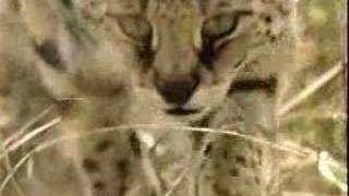 Wild African Serval