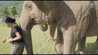 Three Elephants That Have Strong Relationships With Human - ElephantNews