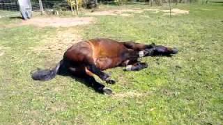 My horse Jarrah enjoying a spring scratch