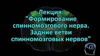 Формирование спинномозгового нерва. Задние ветви спинномозговых нервов. Лекция. Анатомия ЦНС