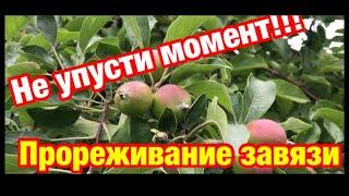 Важные операции влияющие на урожайность, размер плодов и останавливающие периодичность плодоношения!