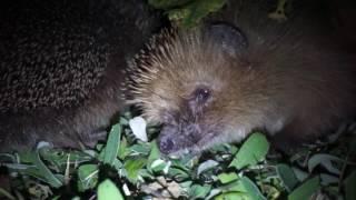 Igel Weibchen vs Männchen