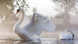 André Rieu  -  Le Cygne