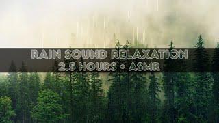 ️ Rain in a Pine Forest • Nature Sounds to Sleep, Study & Meditate