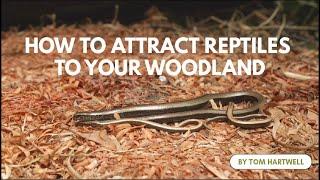 How to Attract Reptiles to your Woodland