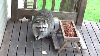 Sunday June 22nd raccoons showed up at 6:40 PM at the Diner