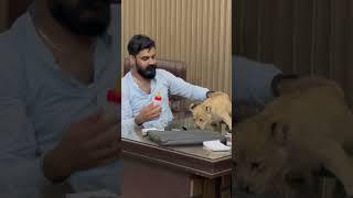 #lion #attack #cube #african #Usama's Tigers