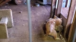 Bobcat Savannah hybrid  fight