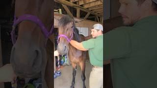 #shorts The most relaxed Horse in the world meets the chiropractor #horse #animals #rescue #work