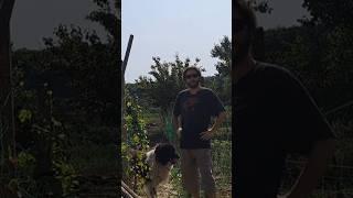 Bard Ogi on the Horizon #village #garden #vlog #dog