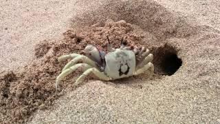 Ghost Crab digging a whole in the sand on a beach on Oahu Hawaii