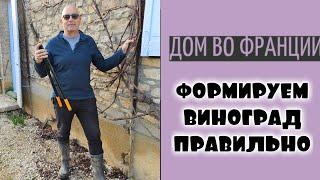 Зимняя обрезка винограда | в доме мечты во Франции