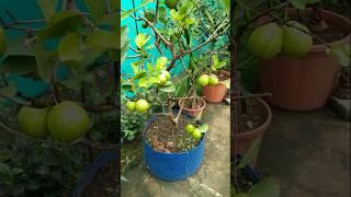 Beautiful guava plant in my garden  #gardening #farming #fruit