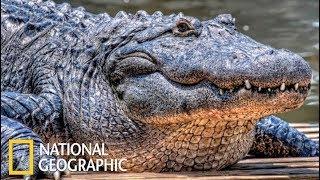 Гигантский крокодил (National Geographic)