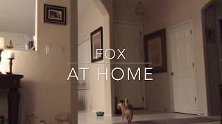 FOX AT HOME