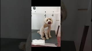 The labradoodle in for the full groom. #dog #dogshorts #doggrmer#dogrooming#eastbourne #progrooming