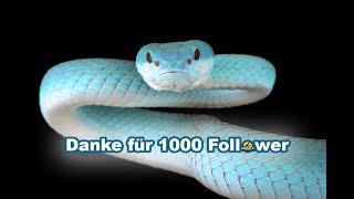 Jurassic Pets sagt DANKE für 1000 Follower ️ DAS erwartet Euch...