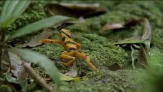 Mating Habits of Golden Frogs | Nature on PBS