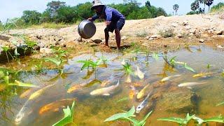 wow amazing! today found a lots of japan koi fish in rice field to raising colored full fish