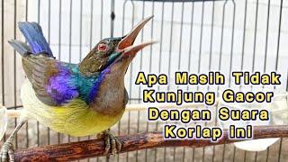 kolibri kelapa | wiceh | manggar | masteran korlap | apa masih tidak kunjung gacor dengan suara ini