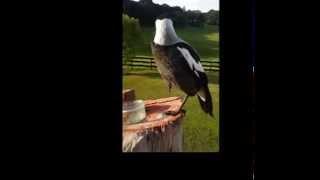 Magpie Madness New Zealand