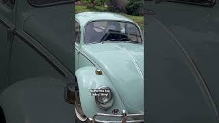 Reviving Glory: Restoring the Original Paint on a 1966 Volkswagen Bug - Stunning Results