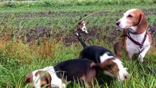 Deutsche Bracke Bella von Rügen Stöberhundwelpen am Wildacker