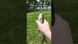 Have you ever eaten a Creek chub? #fishing