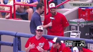 Gio Gonzalez works word "meow" into TV interview 11 times