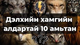 Дэлхийн хамгийн алдартай 10 амьтан