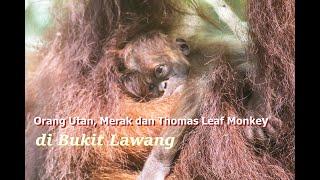 Orang Utan,Merak dan Thomas Leaf Monkey di Bukit Lawang